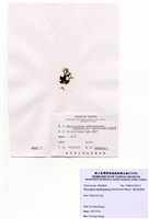 藏品(膜狀網翼藻)的圖片